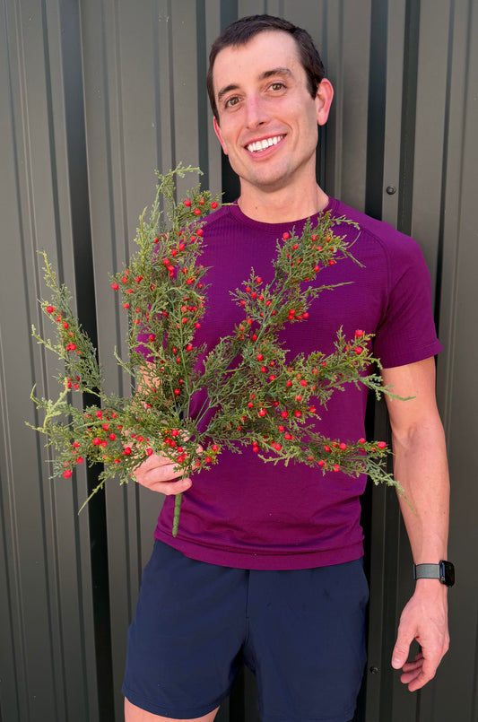 21"L Red Oregon Juniper/Berry Bush