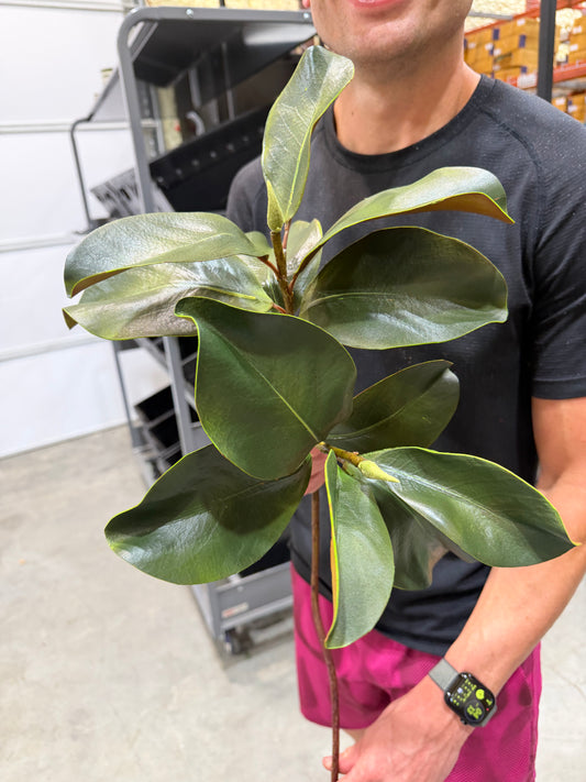 28in Magnolia Leaf Spray