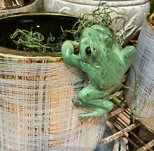Hanging Green Frog